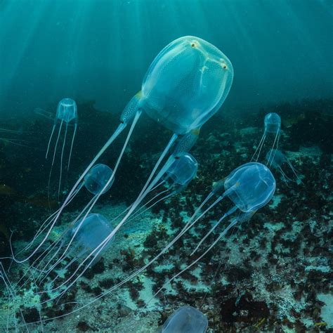 jelly box fish
